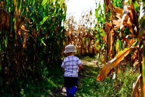 A child runs through the corn maze at Linder Farms in Kuna.